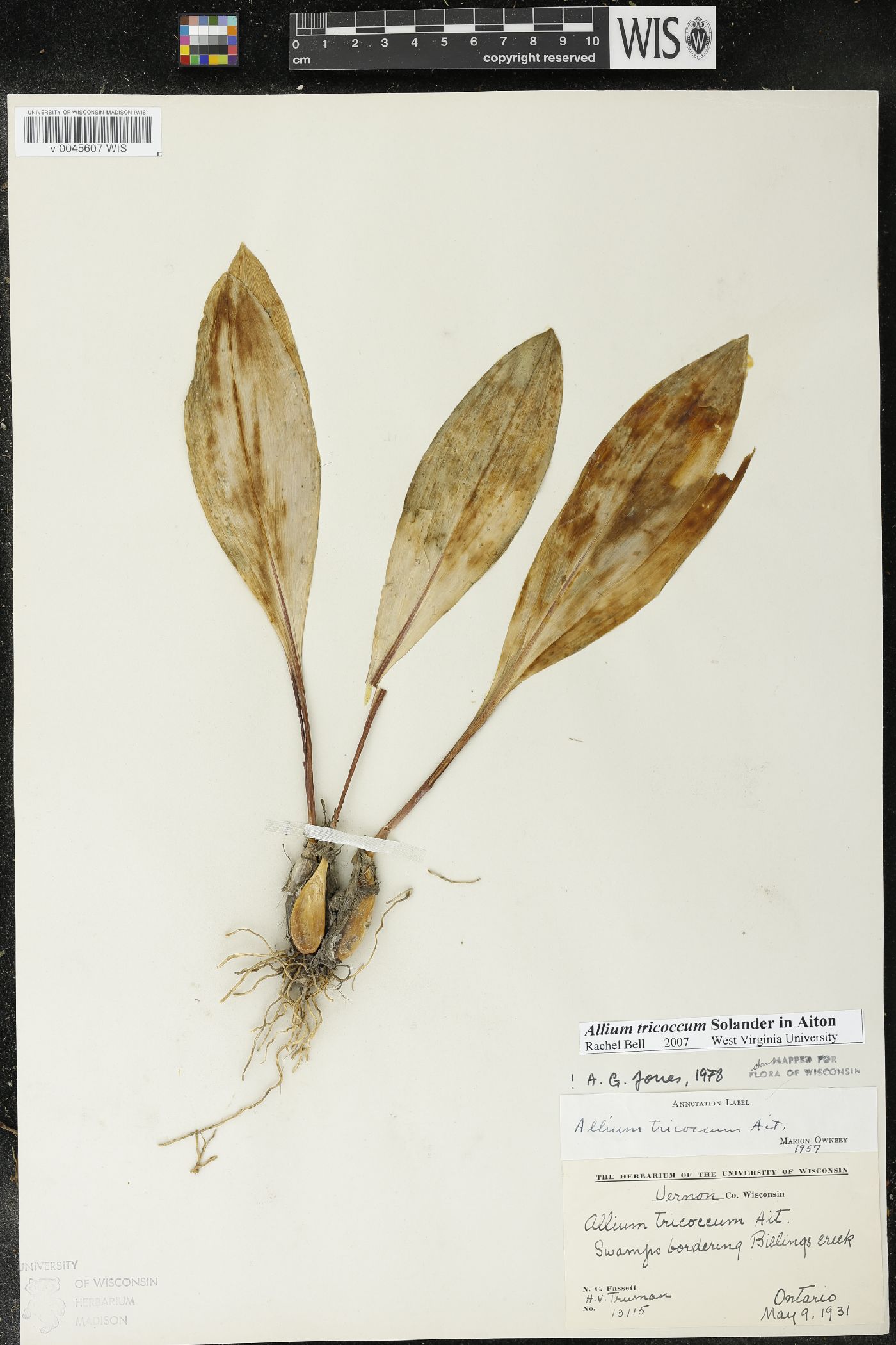 Allium tricoccum image