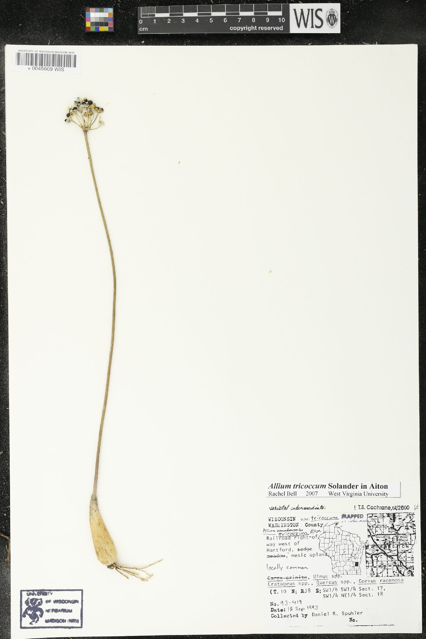 Allium tricoccum image