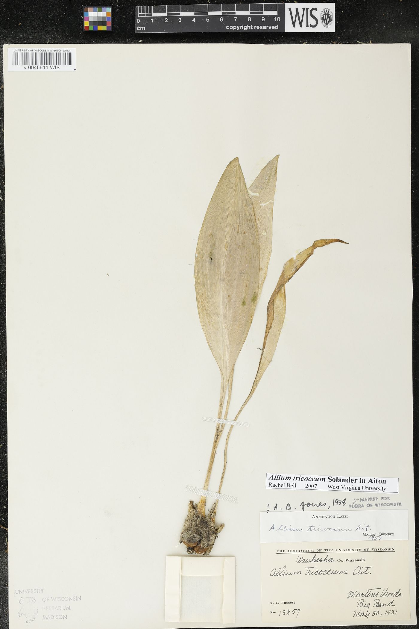 Allium tricoccum image