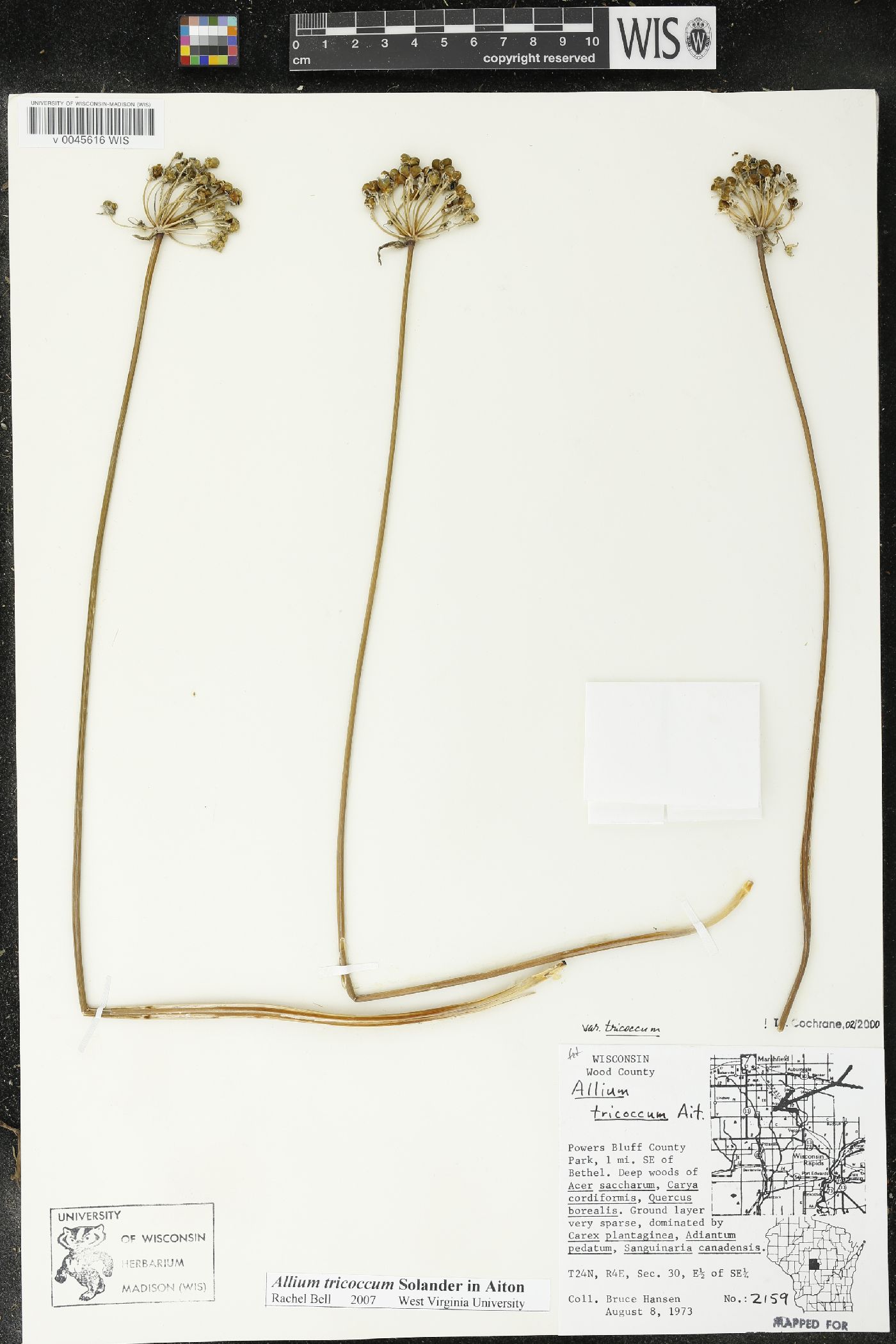 Allium tricoccum image