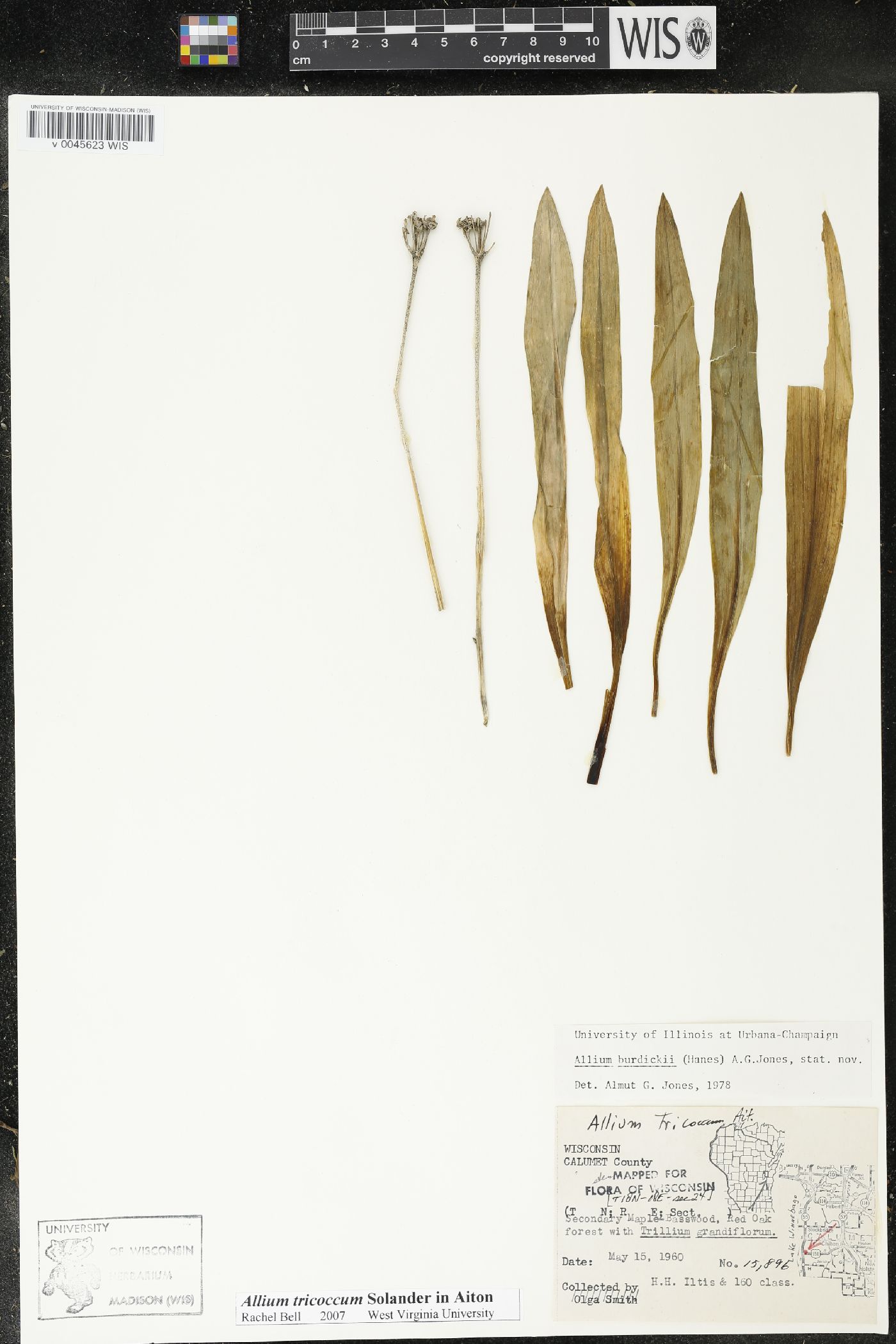 Allium burdickii image