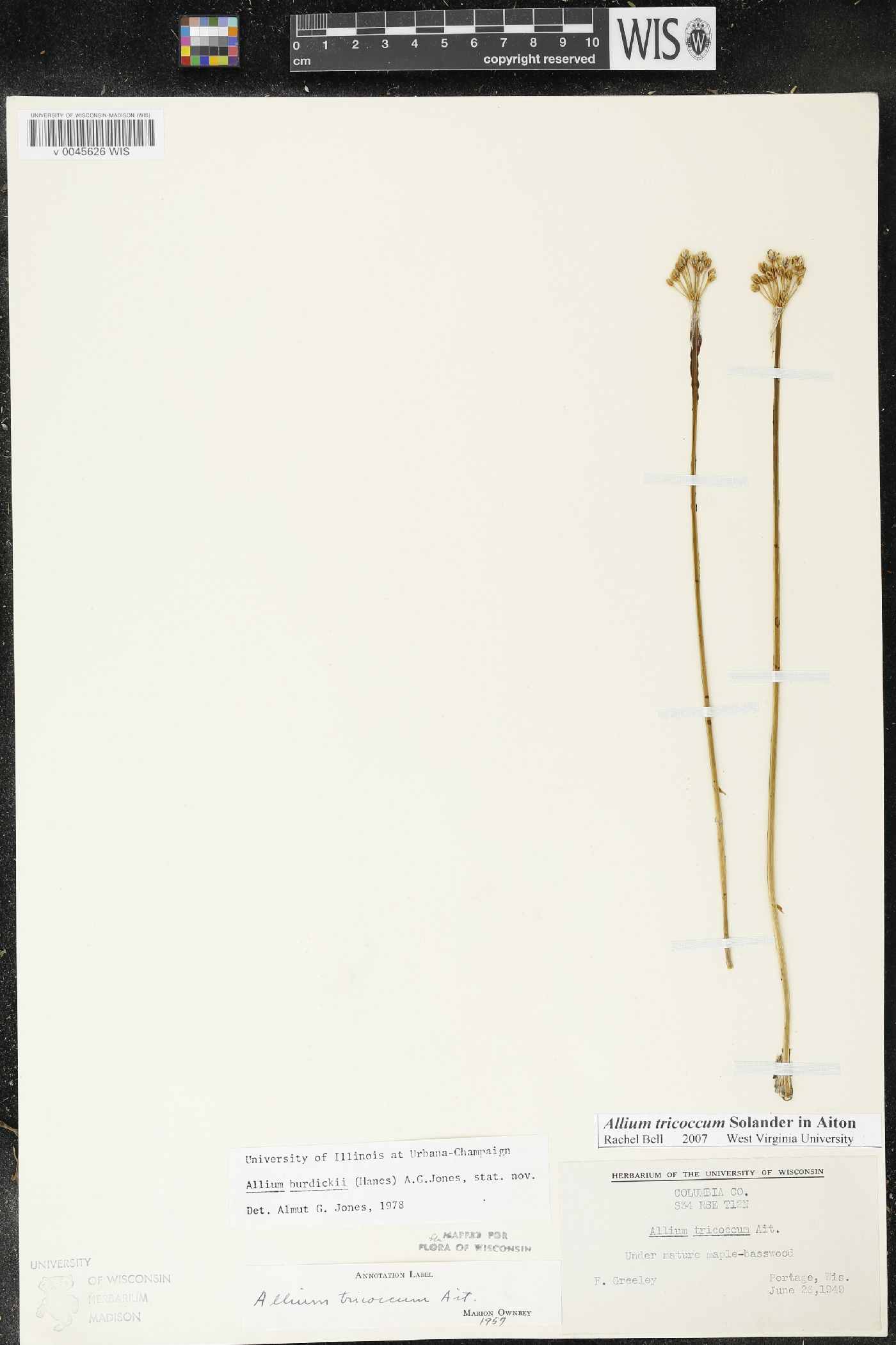 Allium burdickii image