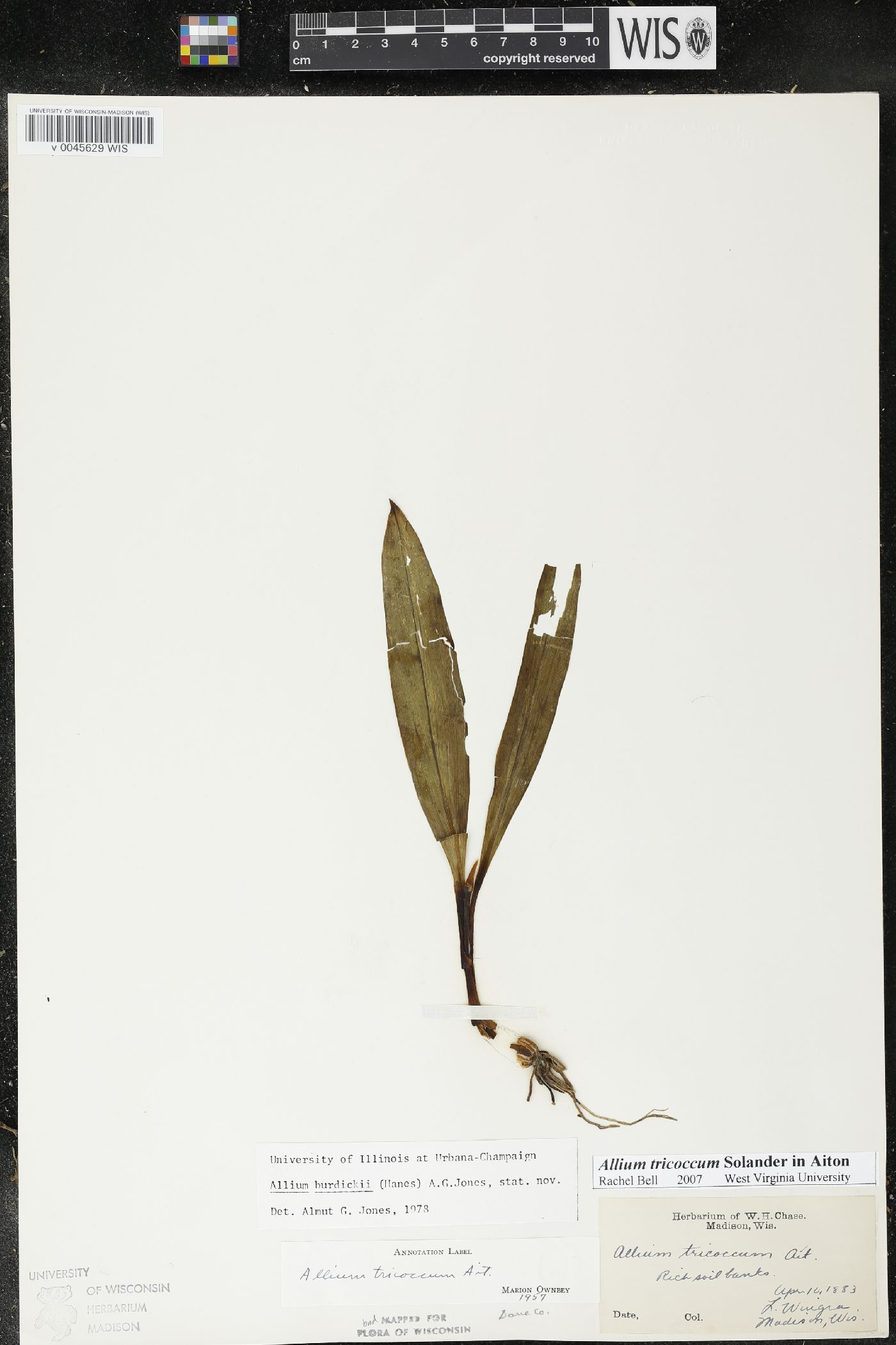 Allium burdickii image