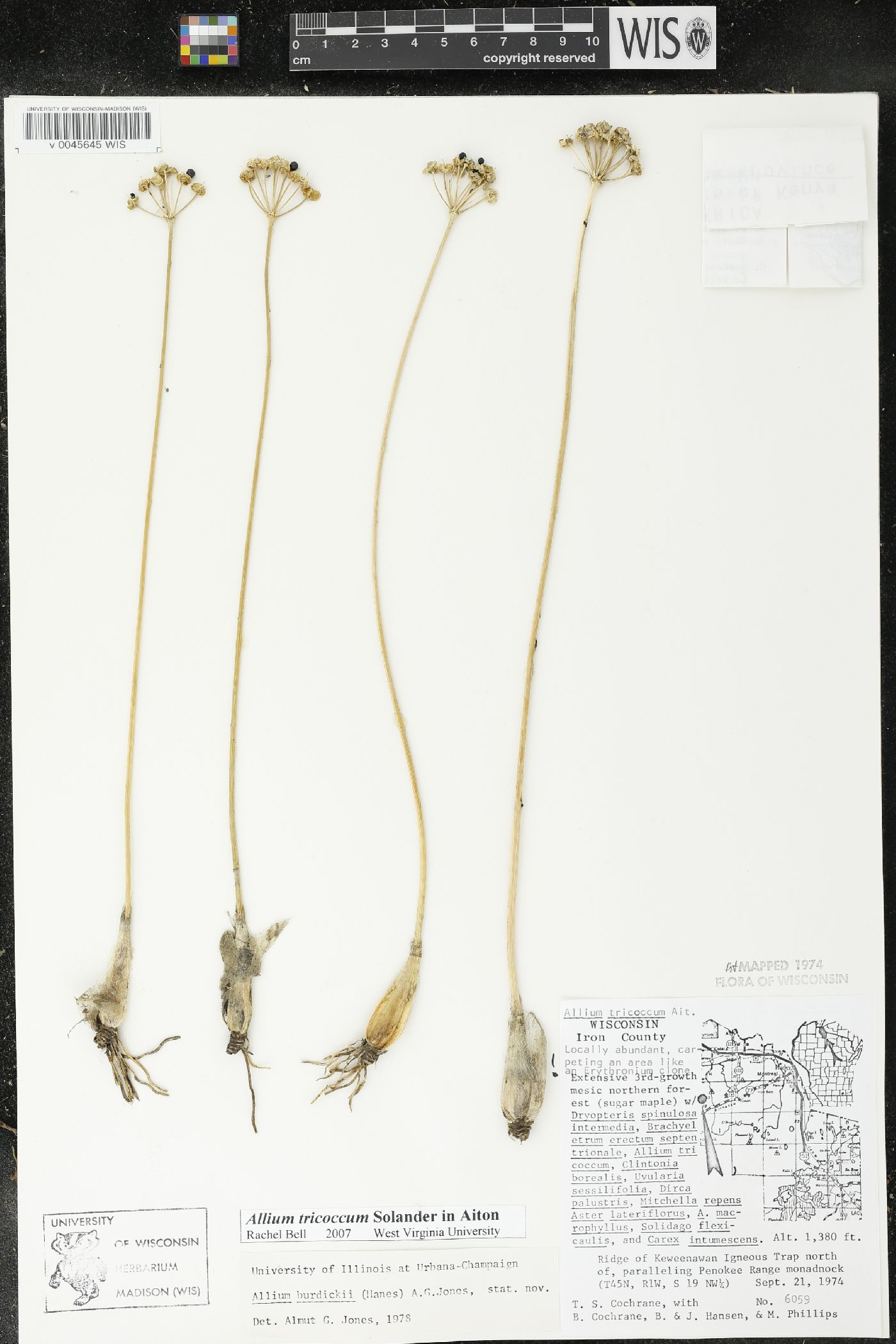 Allium burdickii image
