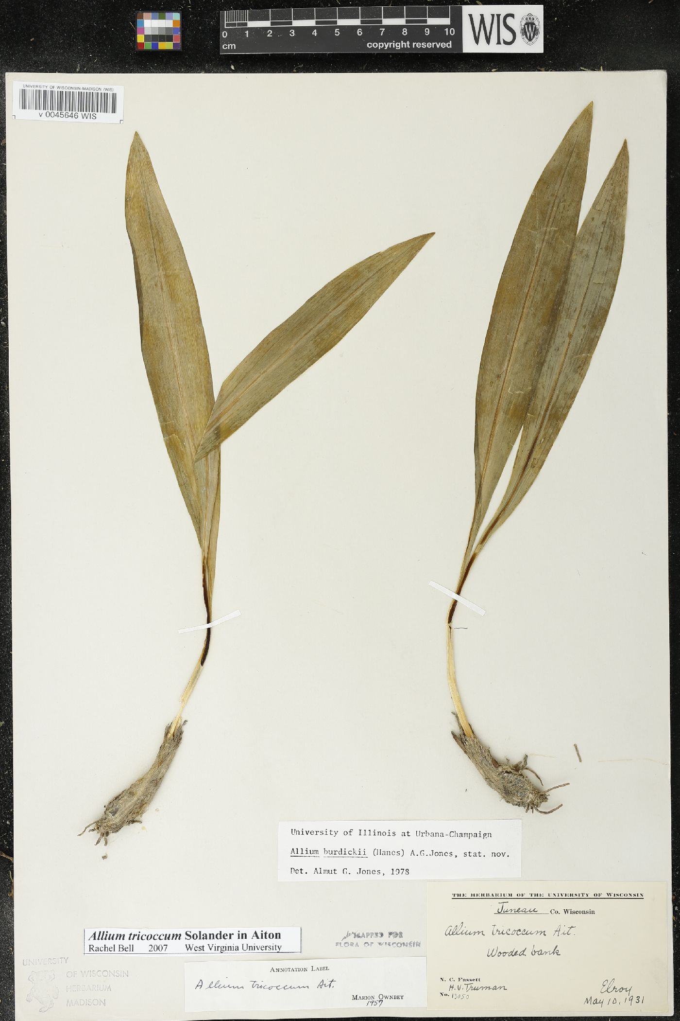Allium burdickii image