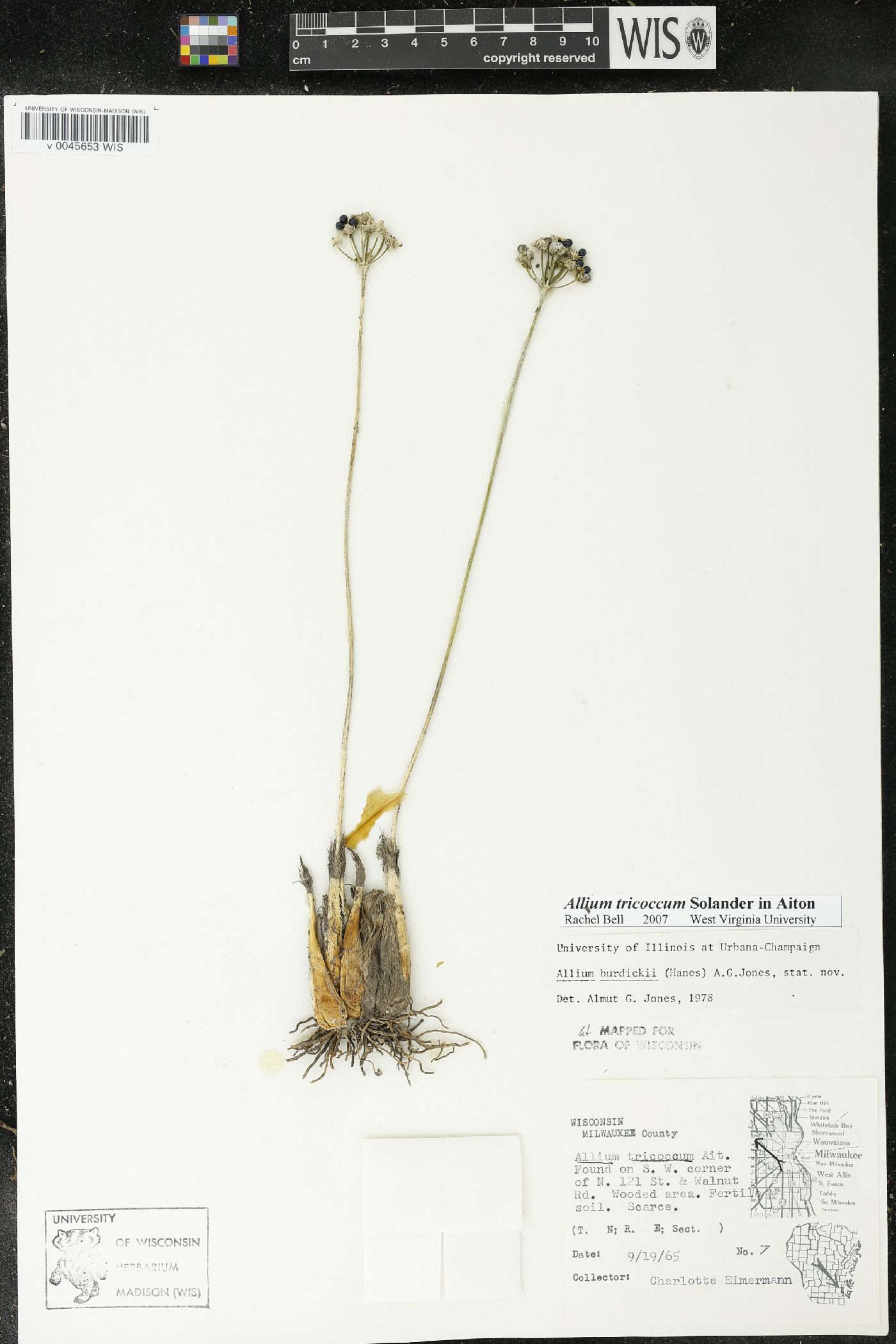 Allium burdickii image