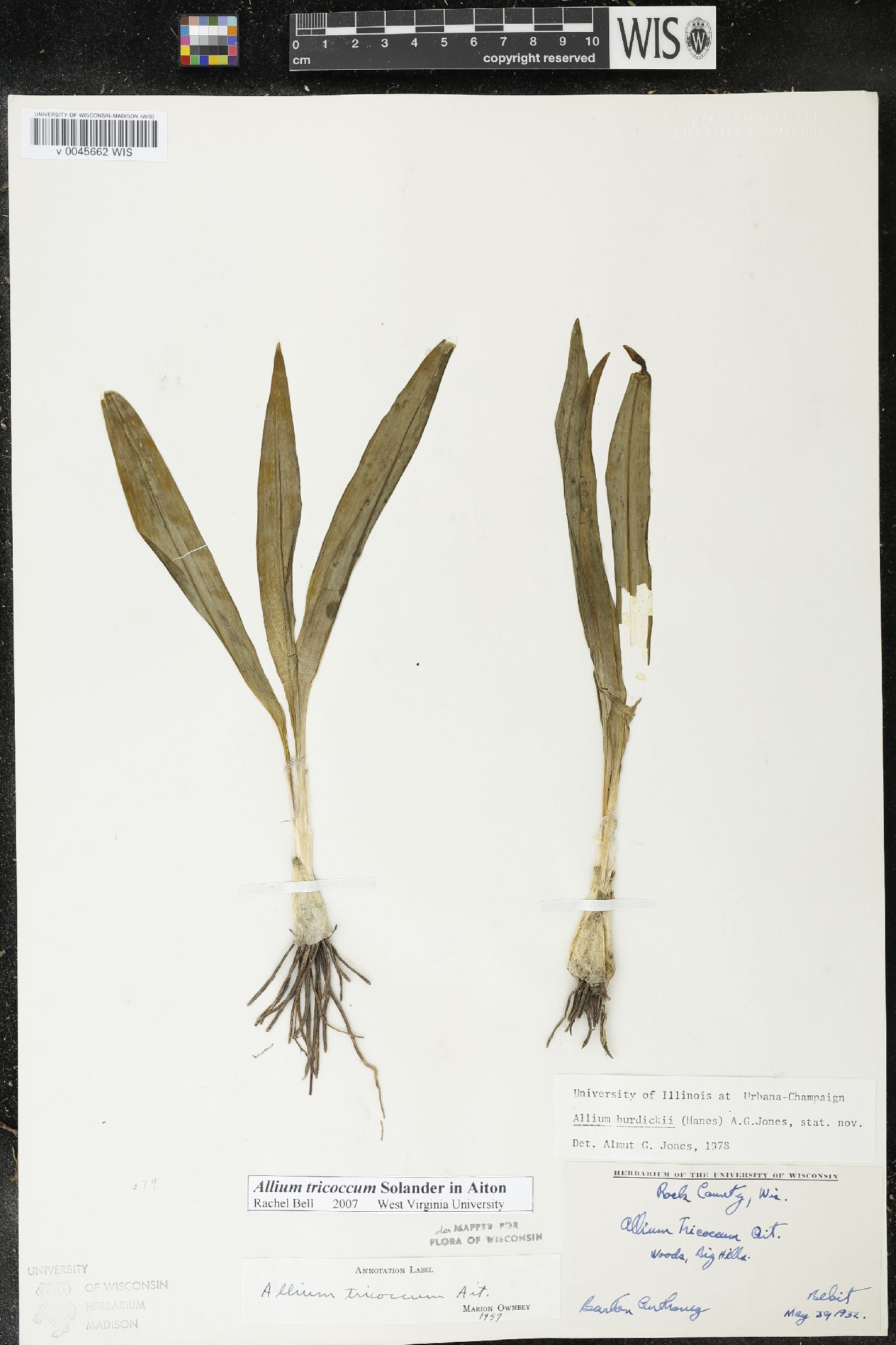 Allium burdickii image