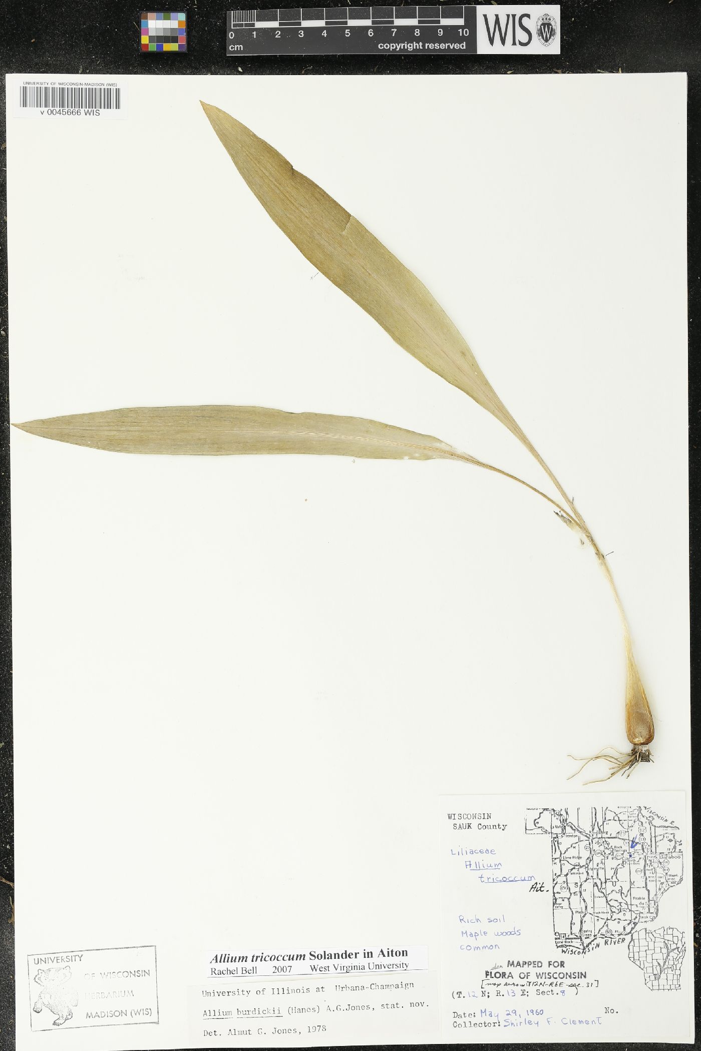 Allium burdickii image