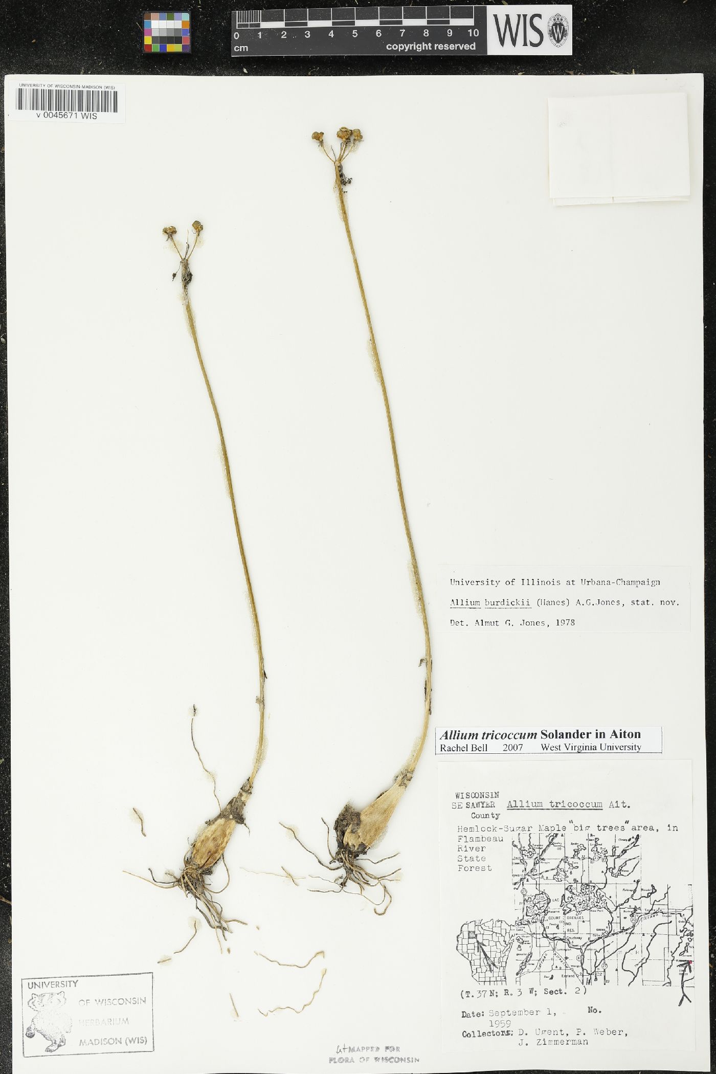 Allium burdickii image