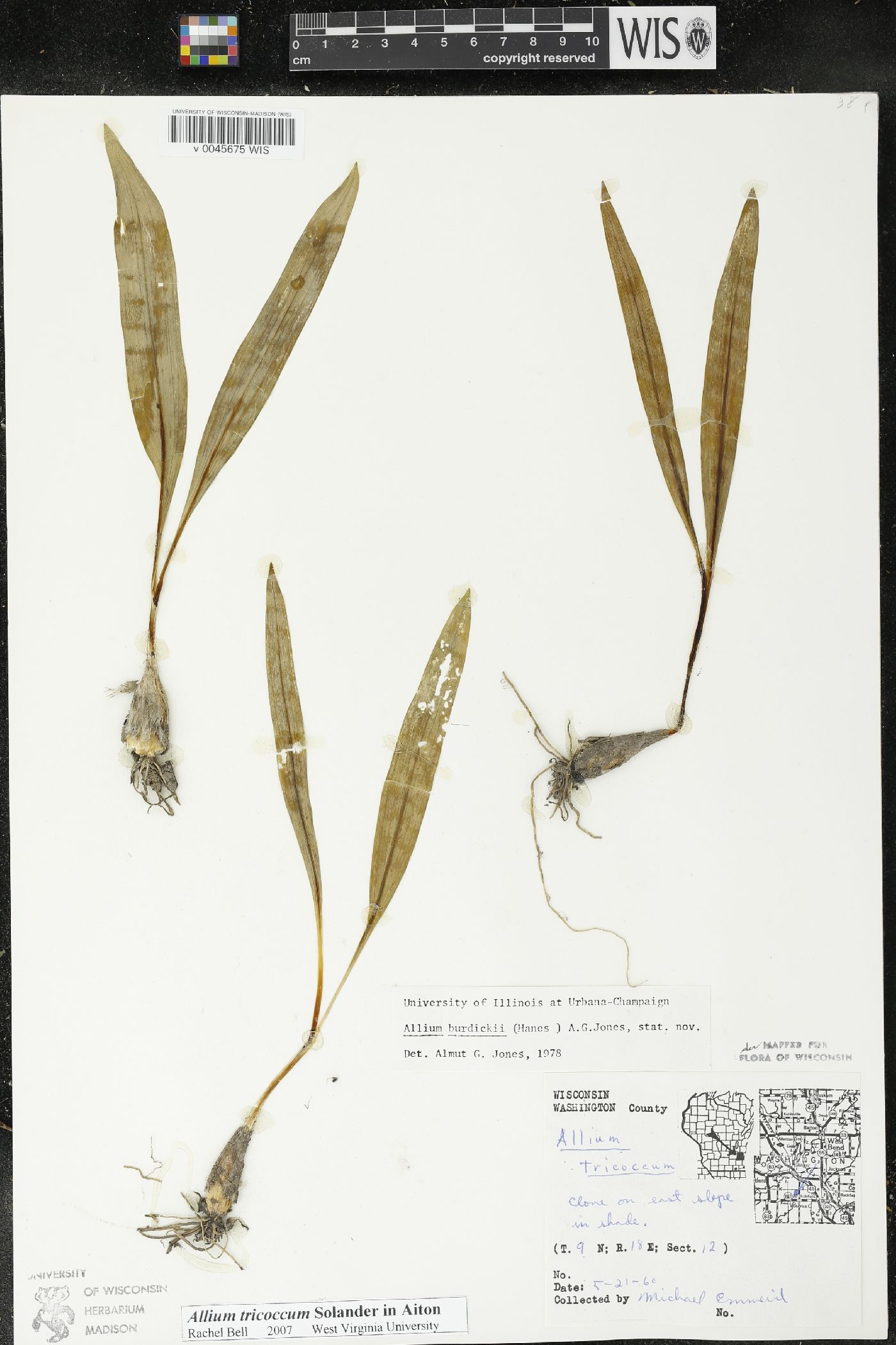 Allium burdickii image