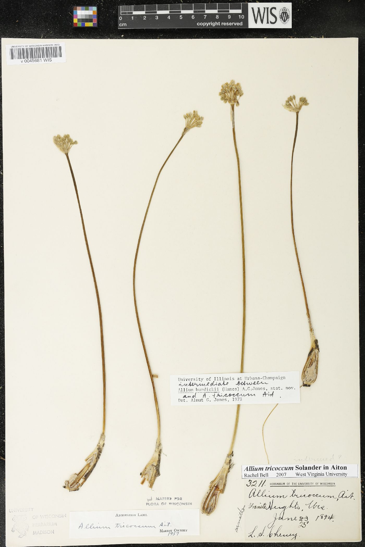Allium burdickii image