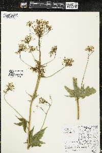 Napaea dioica image