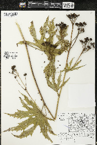 Napaea dioica image