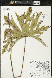 Napaea dioica image