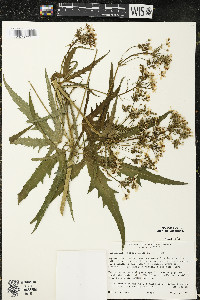 Napaea dioica image