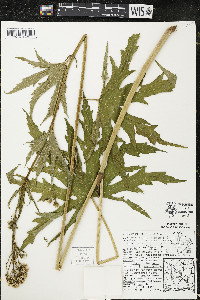 Napaea dioica image