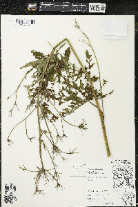 Napaea dioica image