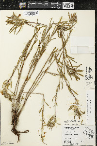 Oenothera serrulata image