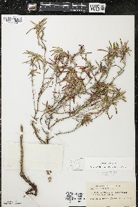 Oenothera serrulata image