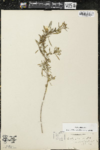 Oenothera serrulata image