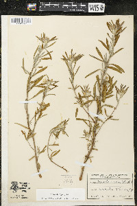 Oenothera serrulata image