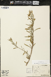 Oenothera serrulata image