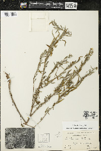 Oenothera serrulata image