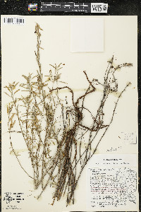 Oenothera serrulata image