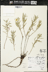 Oenothera serrulata image