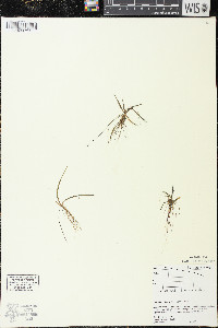 Littorella uniflora image