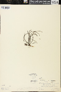 Littorella uniflora image