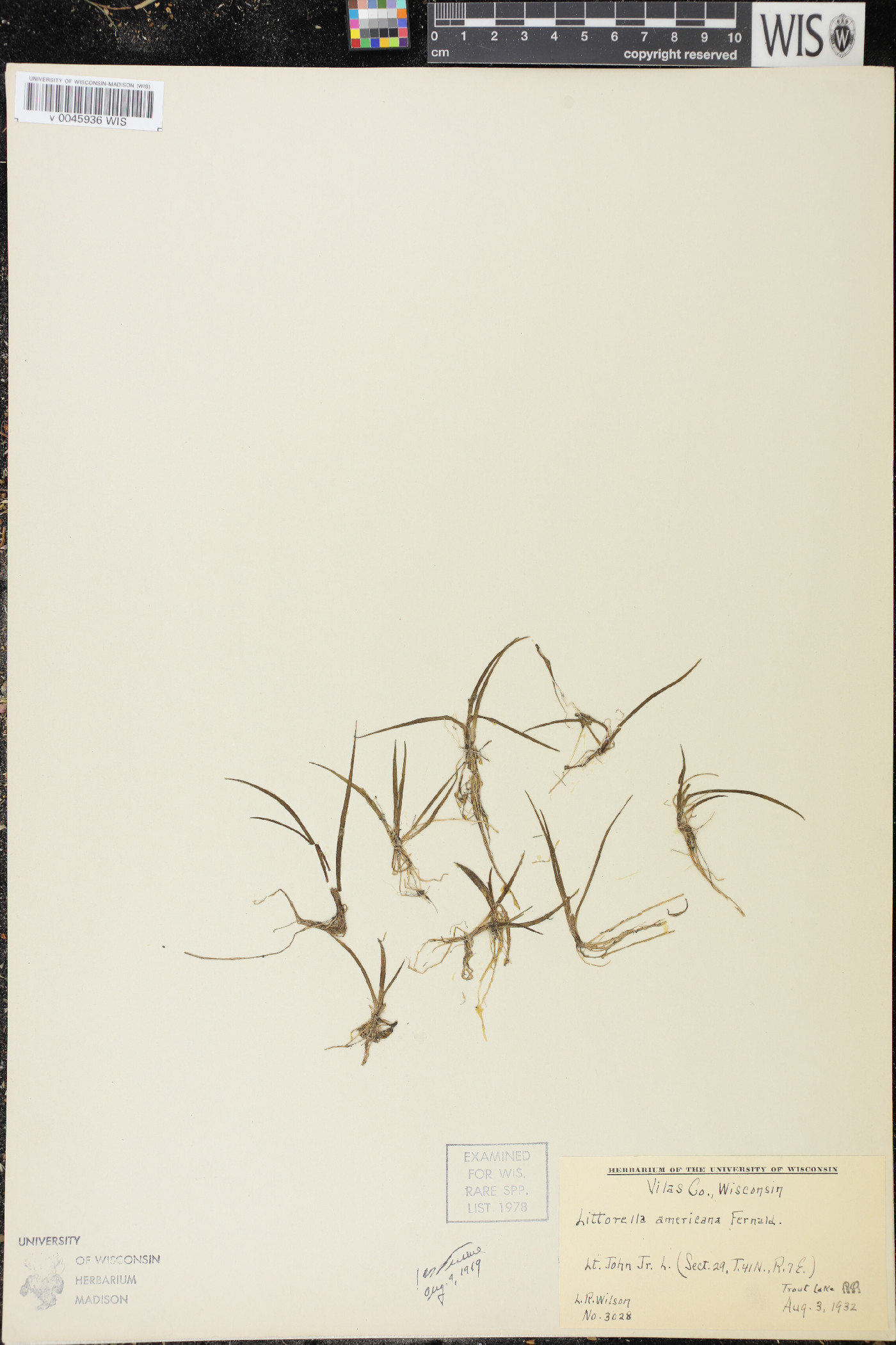 Littorella uniflora var. americana image