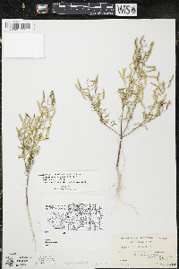 Polanisia jamesii image