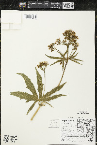 Napaea dioica image