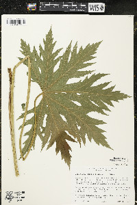 Napaea dioica image