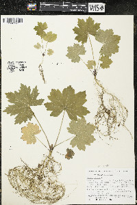 Napaea dioica image