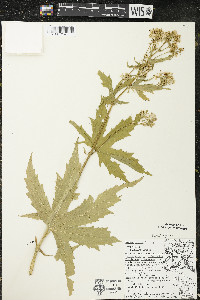 Napaea dioica image