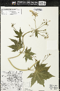 Napaea dioica image