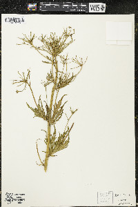 Napaea dioica image