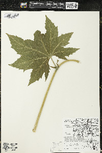 Napaea dioica image