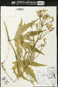 Napaea dioica image