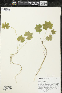 Napaea dioica image