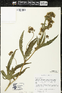 Napaea dioica image