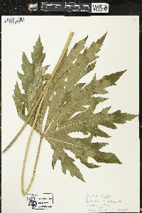 Napaea dioica image