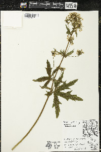 Napaea dioica image