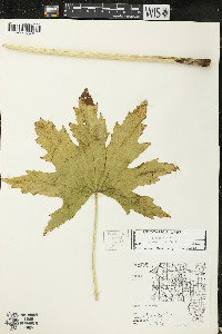 Napaea dioica image