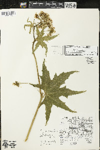 Napaea dioica image