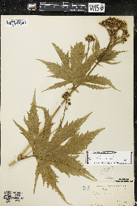 Napaea dioica image