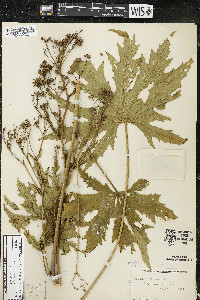 Napaea dioica image