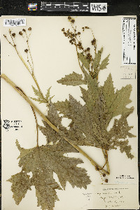 Napaea dioica image